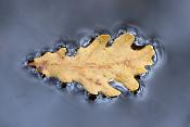 blad op water 12-2021 0823
